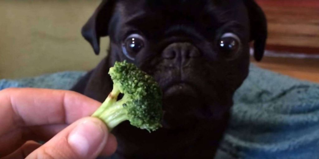posts geniais: o pug e seu brócolis
