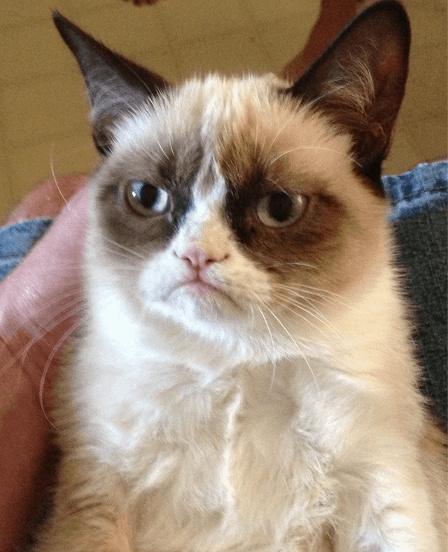 Pet influencers: Grumpy Cat