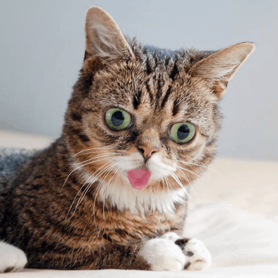 pet influencer: Lil Bub